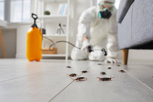 Post-Treatment Bed Bug Interceptor Monitoring in Fairwood